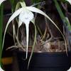 Brassavola cucullata Fireworks